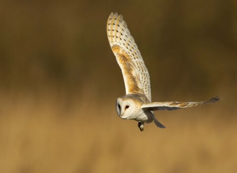 Barn owl | Herts and Middlesex Wildlife Trust